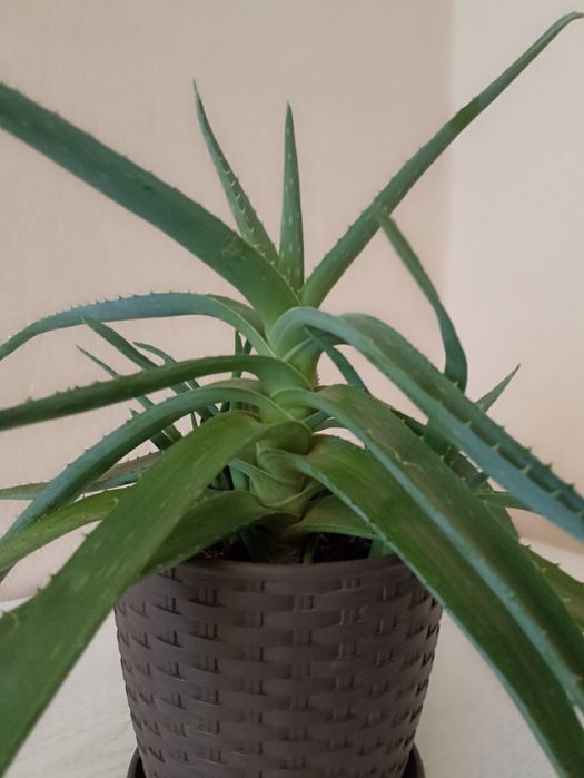 Алоє    .        .