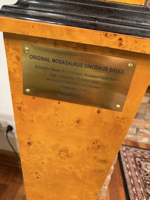 Oryginalna czaszka dinozaura Mozozaur Mososaurus