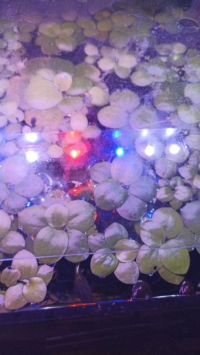 Продам рослини та аквариумную рыбку!