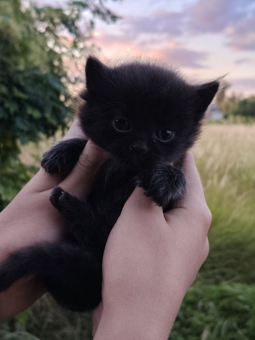 Шукаємо для кошенят новий дім