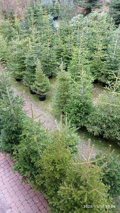 CHOINKI rezerwacja w szkółce doniczkowych roslin