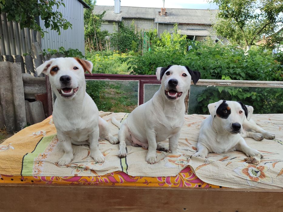 Джек Рассел тер'єр