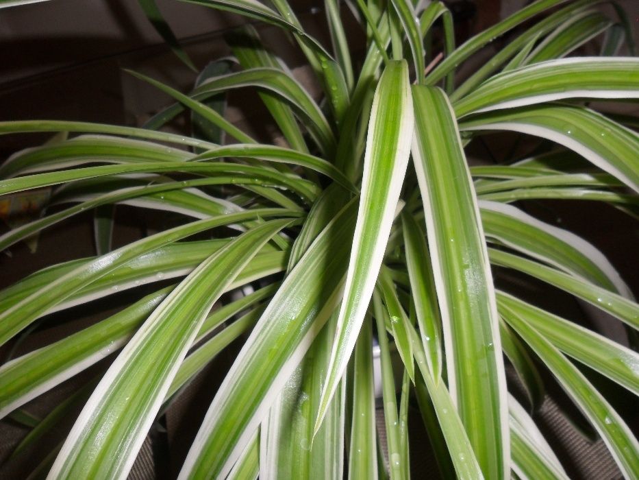 продается хлорофитум  и кротон