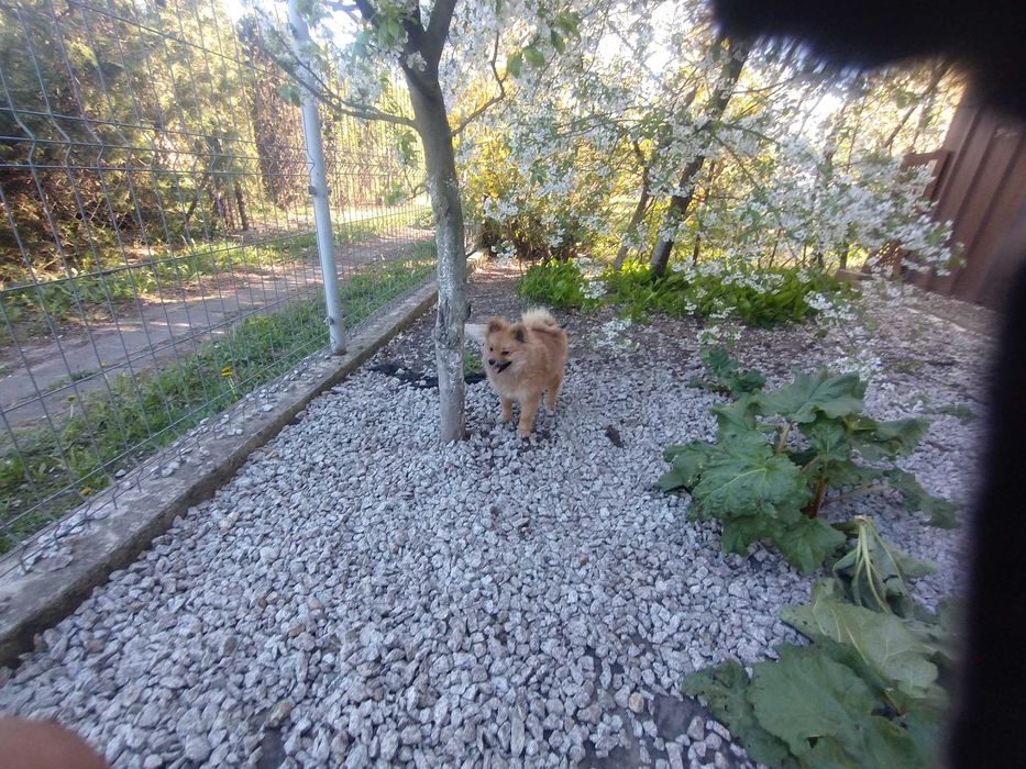 Szpic miniaturowy ( ciemna suczka)