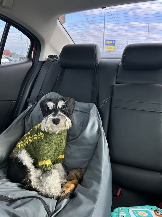 Вязка цвергшнауцер