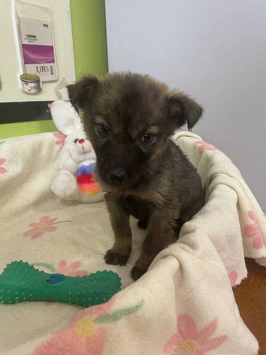 Цуценя, 3 місяці, дівчинка.