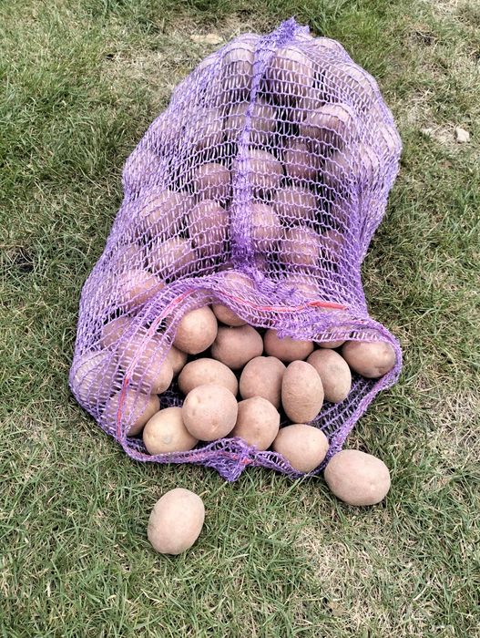 Продам насіннєву картоплю, сорт "Белла Роса"