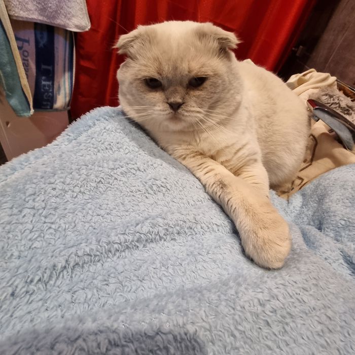 Шотландский  вязка