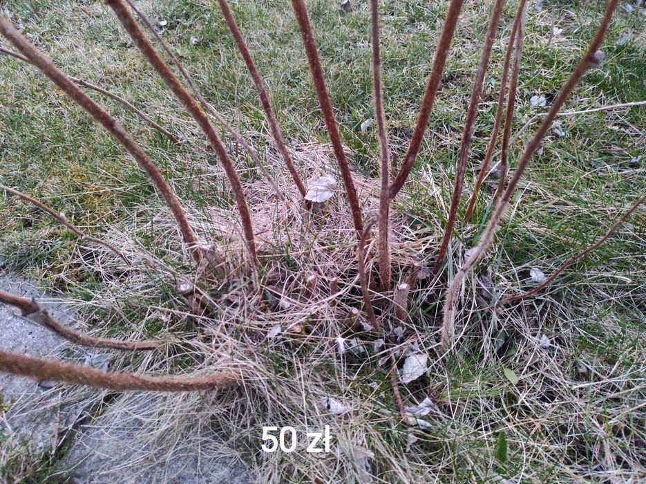 Malina żółta 2x owocujaca