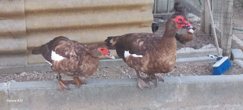 Casal de patos mudos chocolate