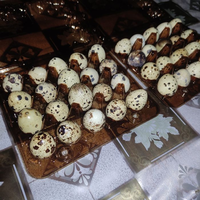 Перепелиные яйца