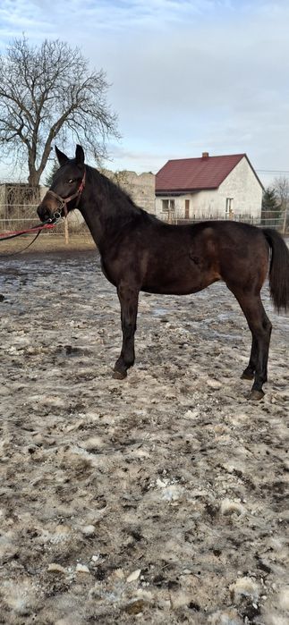 Klacz Śląska ,źrebica Księga główna