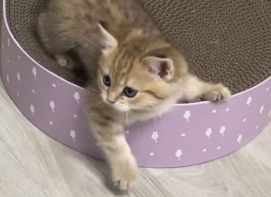 Вислоухие и прямоухие шотландские котята, мальчик и девочки