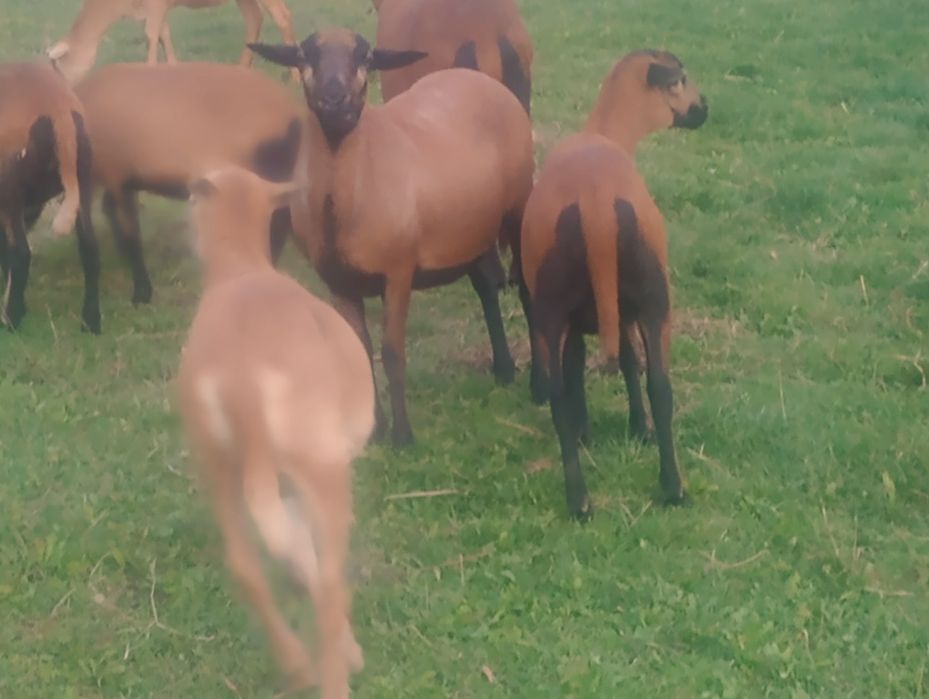 Sprzedam Barana i owcę Barbados