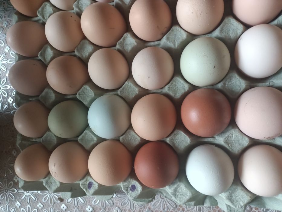 Jaja lęgowe mixy