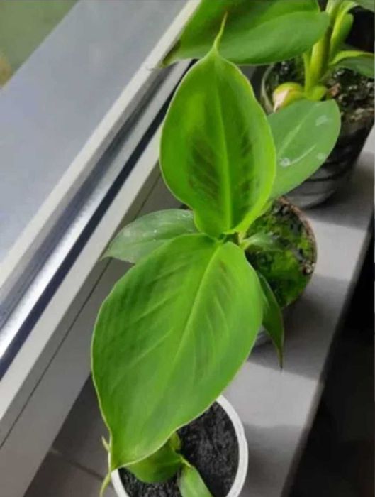 Kwiatki bananowca
