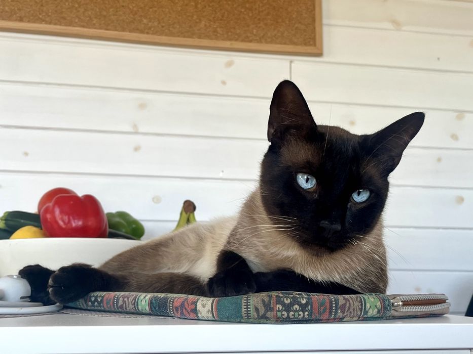 Gatinhos lindos à procura de um lar acolhedor e carinhoso