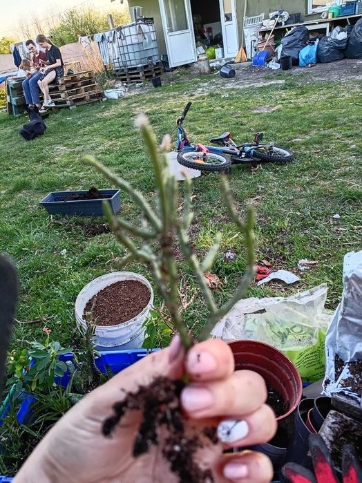 Rhipsalis , patyczak#3