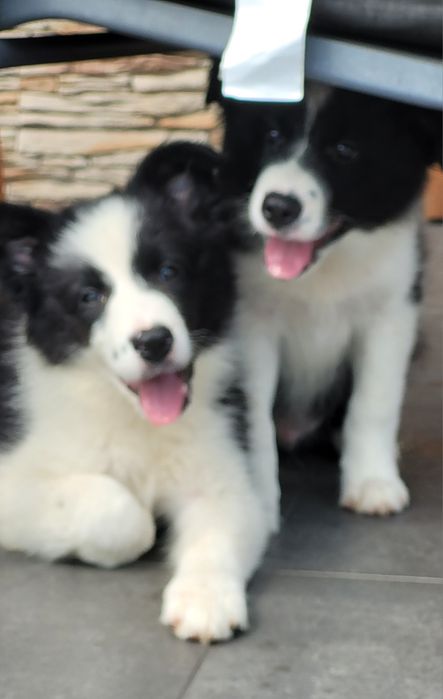 Border Collie Śliczny Maluch