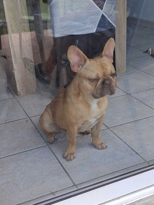 Buldogue frances