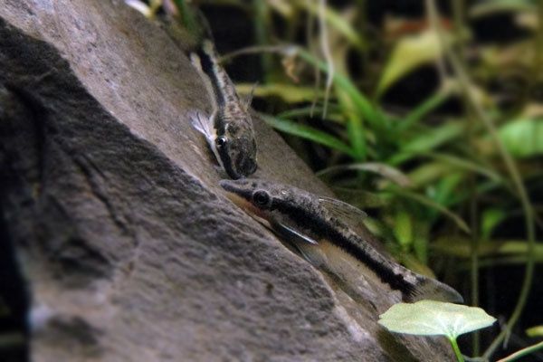 Otosek przyujściowy - Otocinclus affinis