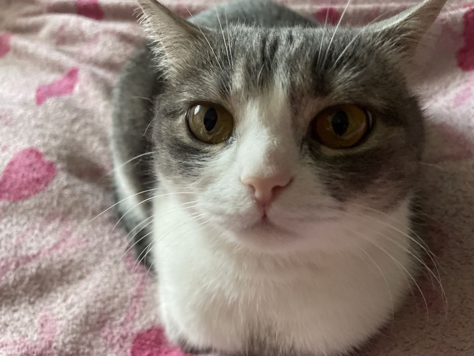 Продам кота дівчинка трохи боїться людей