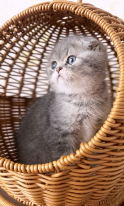 Чарівний шотландський котик