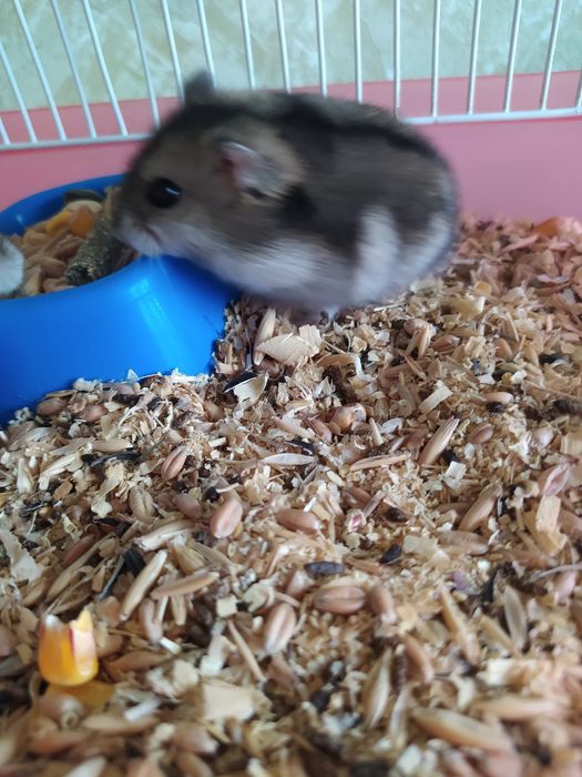 Джунгарский хомяк