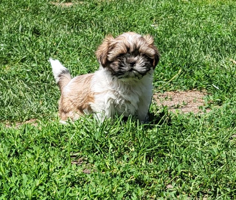 Shih tzu szczeniak suczka