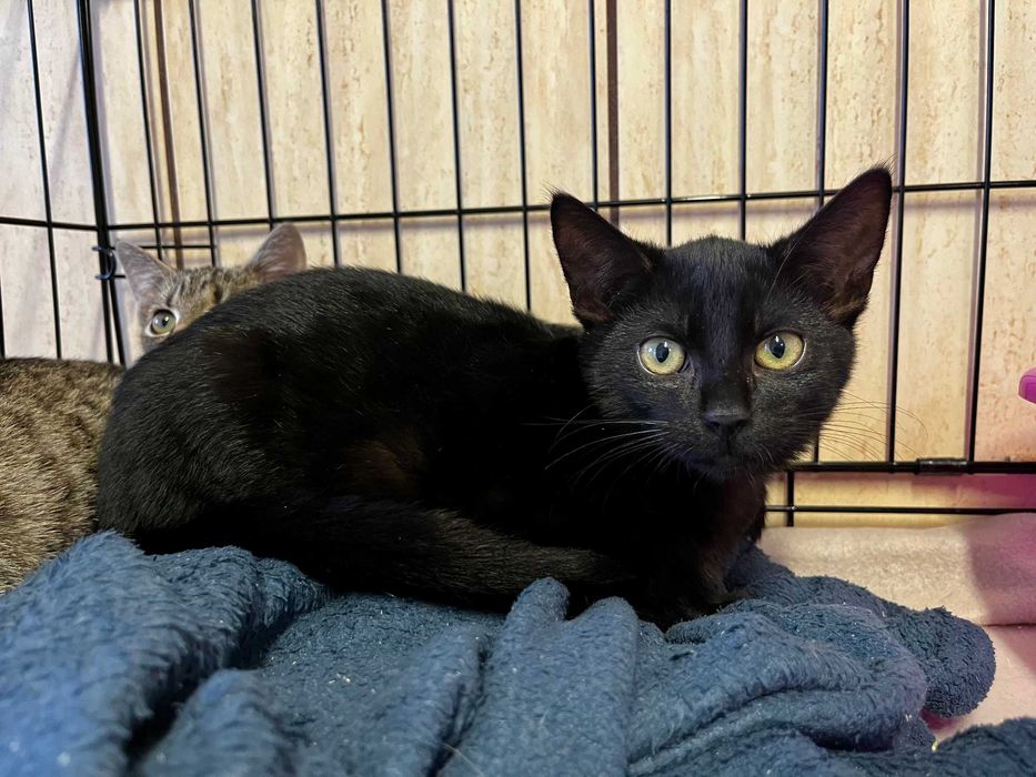 Enid, Wednesday i Pugsley- kocięta do adopcji