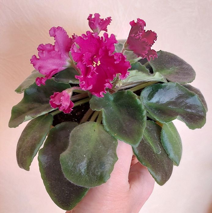 Продам три квітучі фіалочки