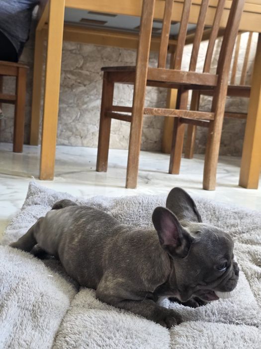 Buldog frances azul