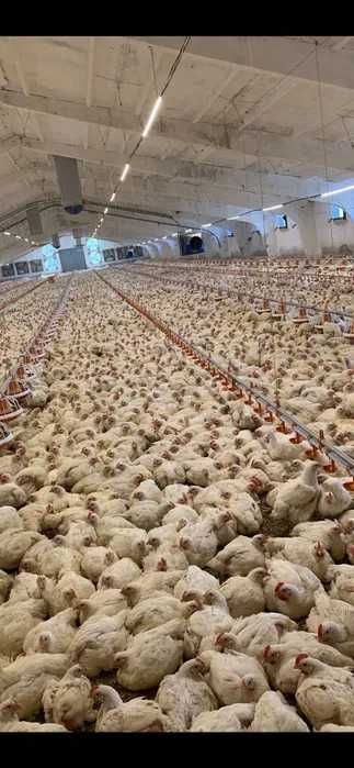 Бройлер Жива Вага 3.5кг+ (Жовті)