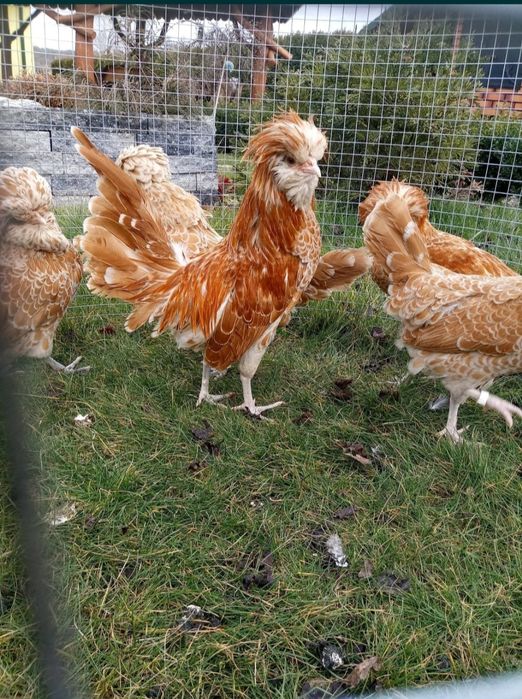 Czubatka Wielbłądzia Miniaturowa