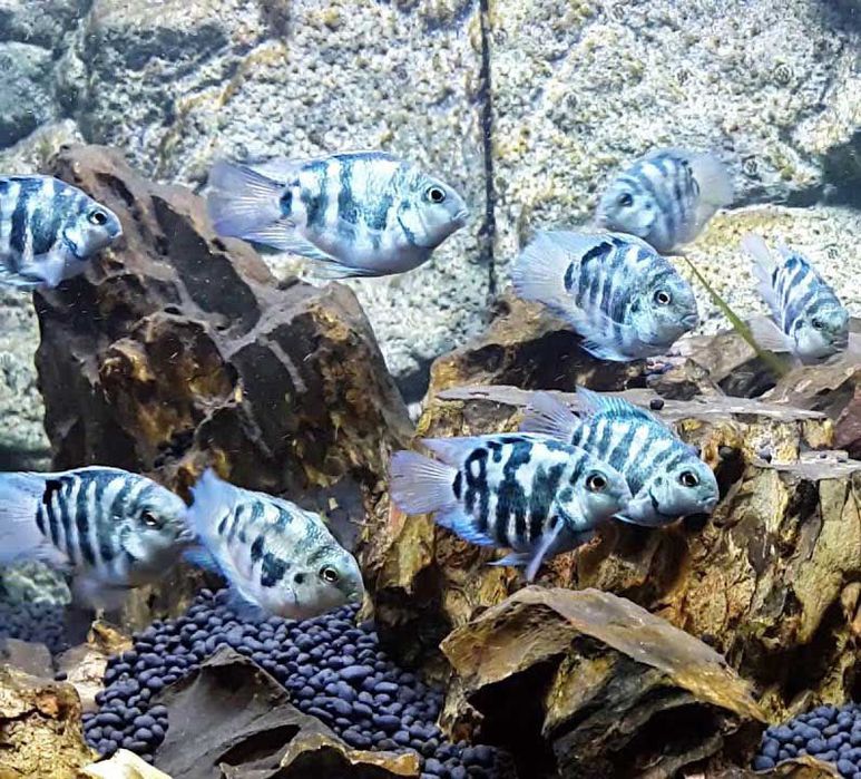 Попугай голуба панда рибка акваріумна