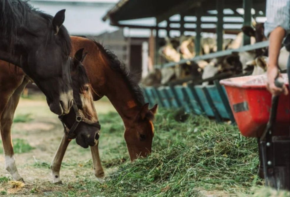СІНО (СЕНО) в тюках луговое с доставкой от 1 шт. Большие объёмы.