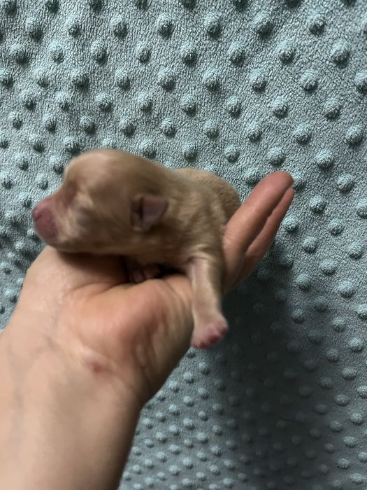 szpic miniaturowy  - do rezerwacji