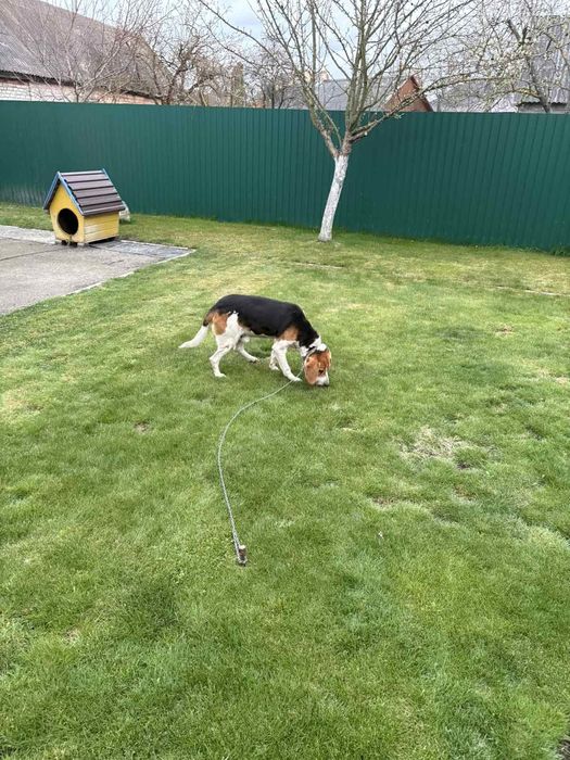 Собака Естонська Гонча