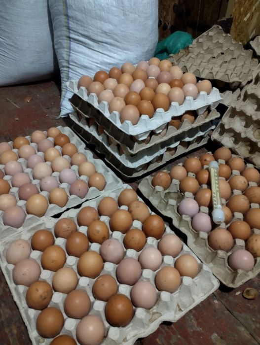 Продаю iнкубацiйне яйце