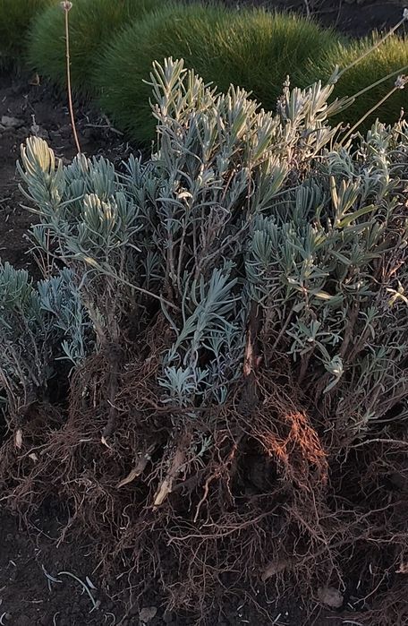 Посадковий матеріал лаванди