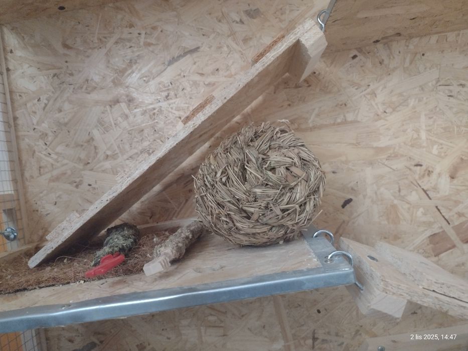 Sprzedam dwie koszatniczki razem z klatka