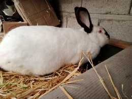 Кролики каліфорнійські  - кроленята, кітні самиці