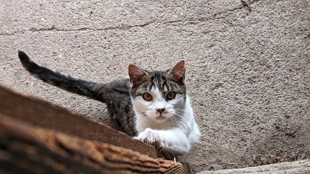 Młody kotek - oddam.