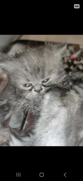 Menino persa bicolor lilac