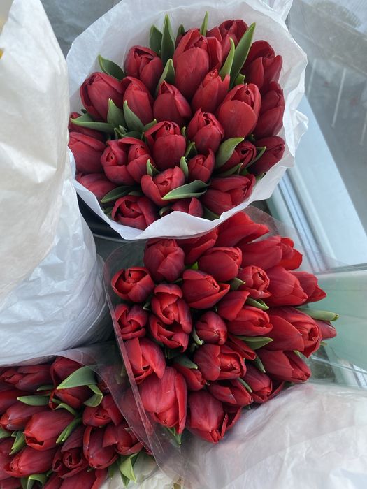 Тюльпан 35 грн, есть опт.