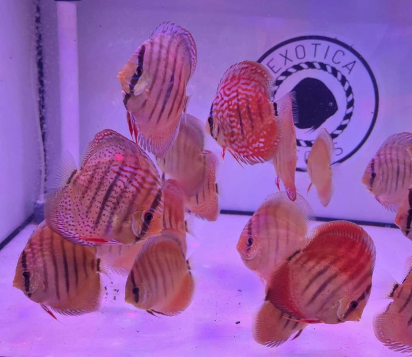 Dyskowce paletki Weissflog