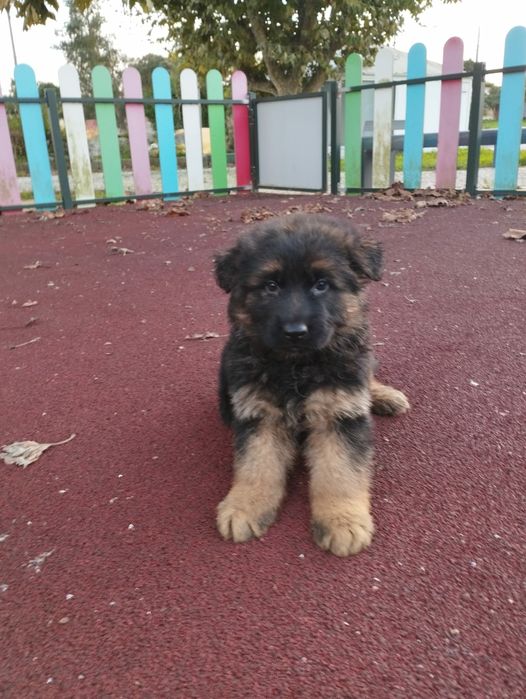 Pastor Alemão com lop e Afixo