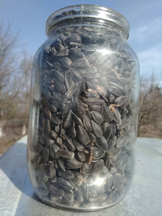 Соняшник Зернята соняшника.