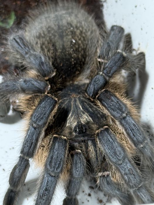 Ptasznik Harpactira pulchripes 5,5dc dorosła samica
