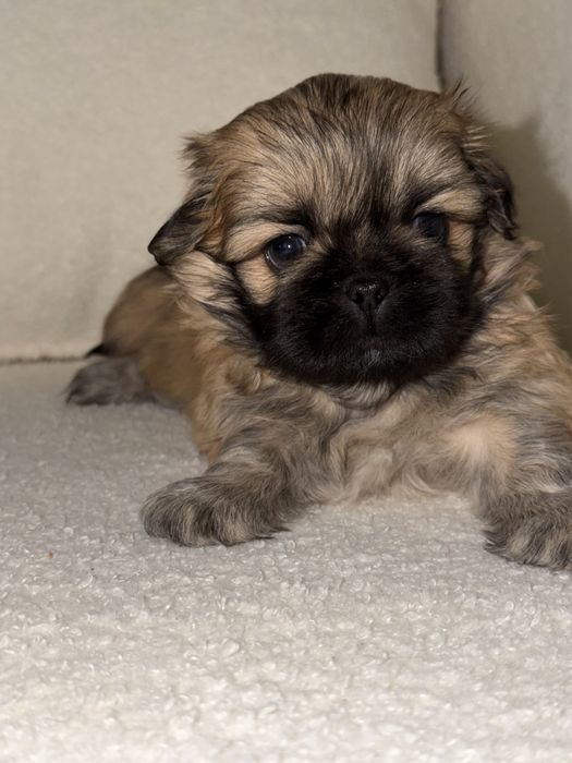 Пекінес дівчинка